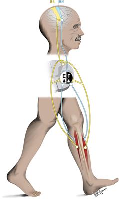 Assessing Brain–Muscle Connectivity in Human Locomotion through Mobile Brain/Body Imaging: Opportunities, Pitfalls, and Future Directions